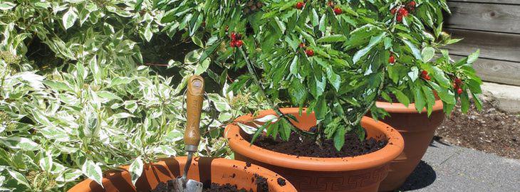 planter un fruitier en pot